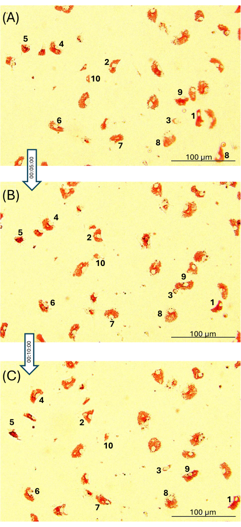 Microscope image of cell transformation over time, showing numbered clusters; 100 µm scale.