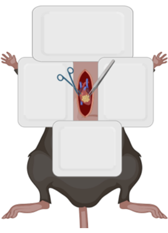 Rat dissection diagram; anatomical study; surgical tools; educational biology experiment.