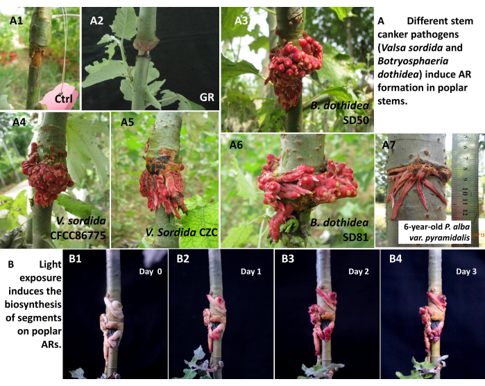 Stem canker pathogens induce AR formation in poplar stems; sequence showing light exposure effects.