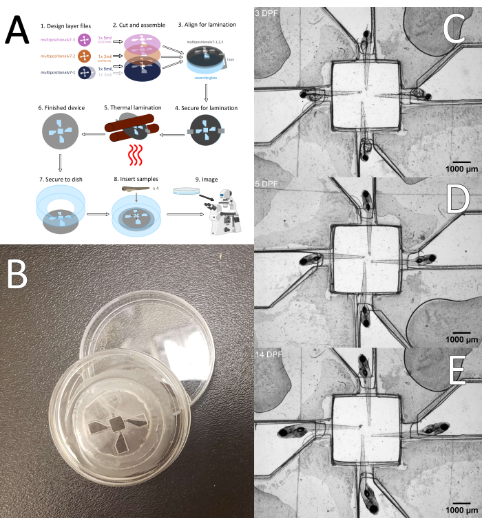 figure-results-1 Microfluidic device setup diagram with thermal lamination method; microscopy results at 3, 5, 14 DPF.