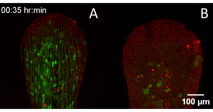 figure-results-3 Fluorescence microscopy results, images A and B, showing cell structures with green and red markers.