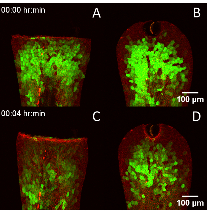figure-results-4 Fluorescence microscopy, cell regeneration in planaria, showing green fluorescent proteins over time.
