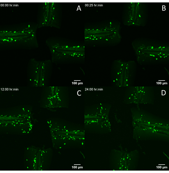 figure-results-5 Fluorescence microscopy time-lapse showing biofilm growth over 24 hours.