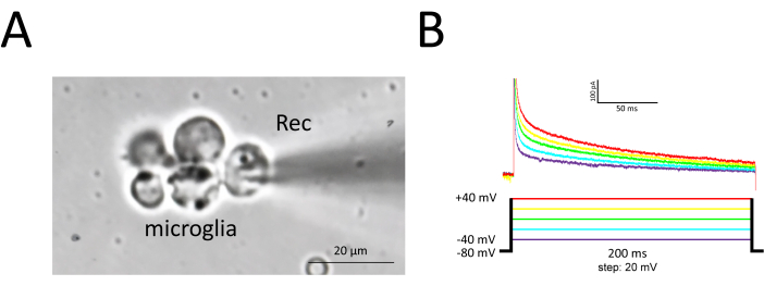 figure-results-5 Microglia patch-clamp recording setup and I-V curve diagram for electrophysiological analysis.