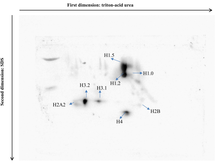 Two-dimensional gel electrophoresis diagram showing protein separation by SDS and triton-acid urea.