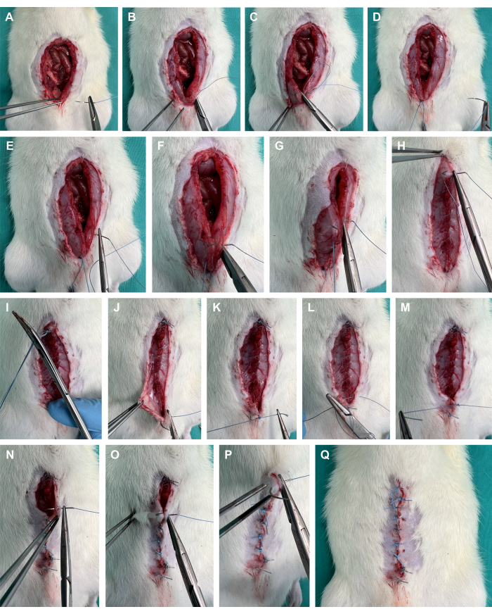 Surgical wound closure process on animal model; step-by-step suture technique; medical procedure.