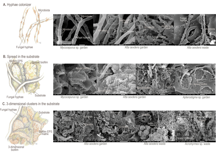 Hyphae colonization, substrate spread, and 3D clusters in Mycocepurus and Atta gardens; SEM images.