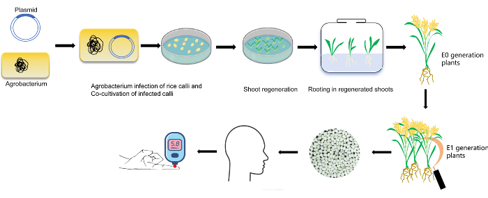 Crispr Rice Breeding by Design for Functional Rice with Genome Editing Technologies