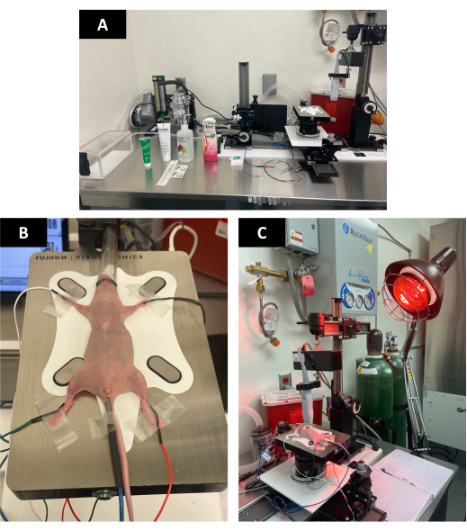 MRI animal study setup; lab equipment, anesthetized rat, imaging system analysis, experimental procedure.