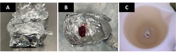DNA extraction setup; aluminum foil, tissue sample, buffer solution preparation for analysis.