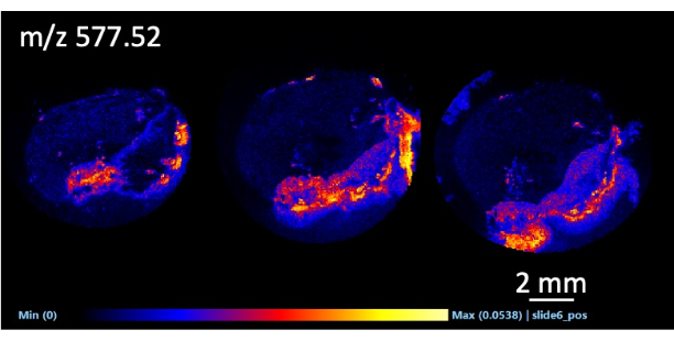 Mass spectrometry m/z 577.52 molecular imaging; visualizes distribution in tissue sections.