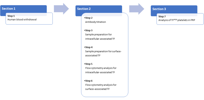 figure-results-1 Flow cytometry experimental process diagram for TF analysis in blood samples; sections and steps shown.
