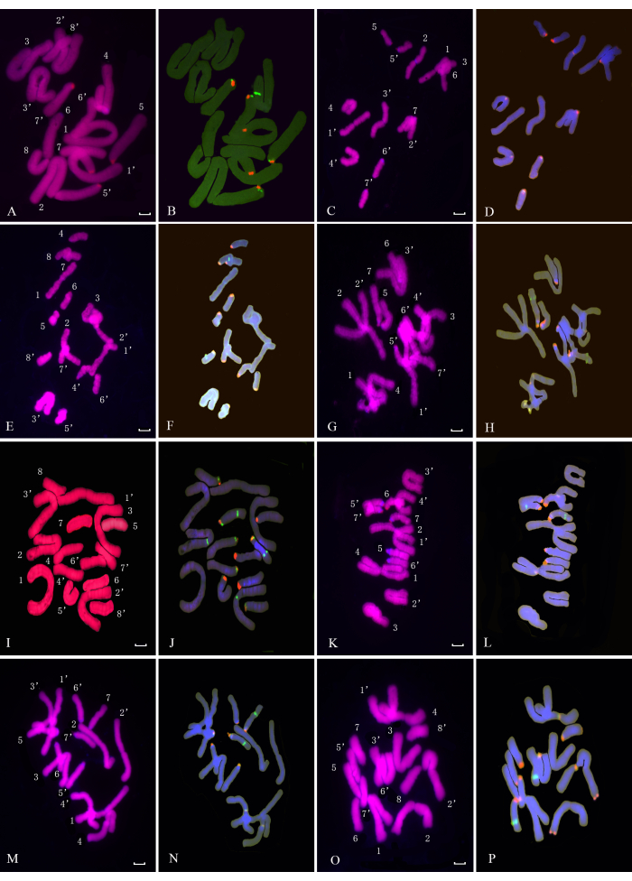 figure-results-1 Chromosome fluorescence microscope images; gene mapping, karyotyping, and genetic analysis.