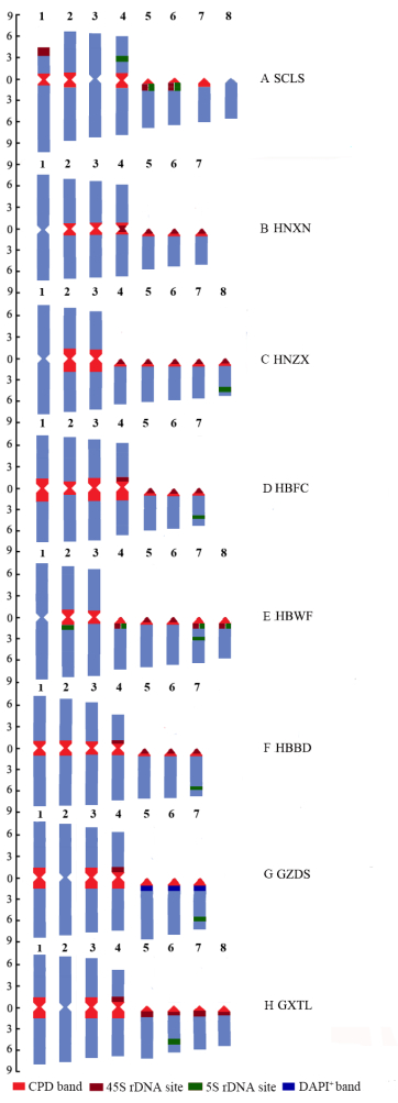 figure-results-2 Chromosome banding diagram; CPD, 45S, 5S rDNA, DAPI sites; genetic analysis comparison.
