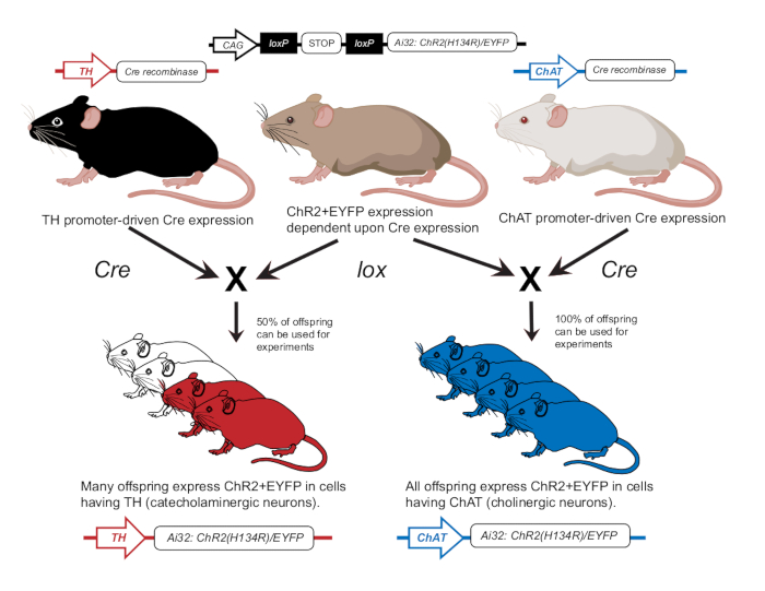 Genetic diagram of Cre-lox mice, showing ChR2+EYFP expression and offspring outcomes.