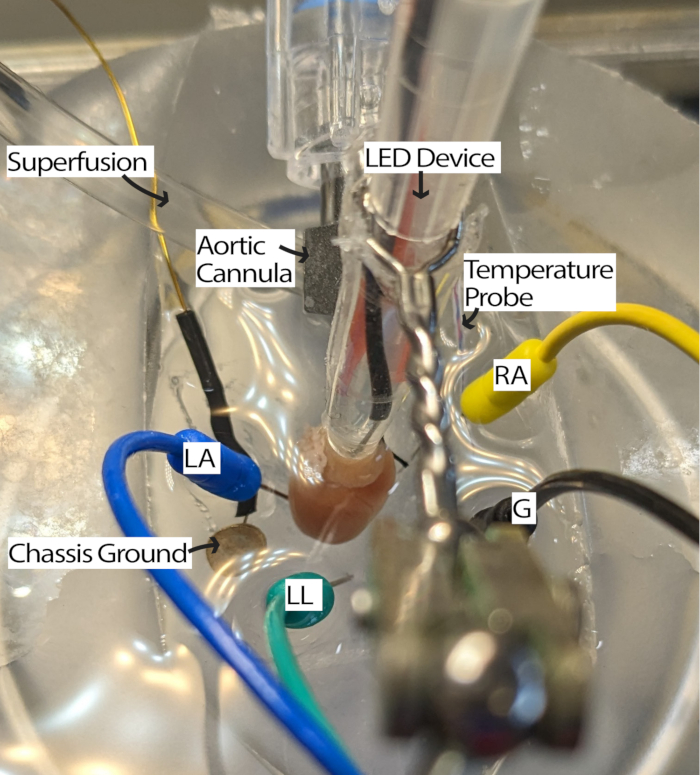Superfusion circuit with LED for cardiac study; includes aortic cannula, temperature probe setup.