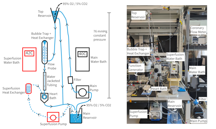 figure-results-1 Cardiac perfusion system diagram and setup; fluid flow, temperature control, oxygenation process.