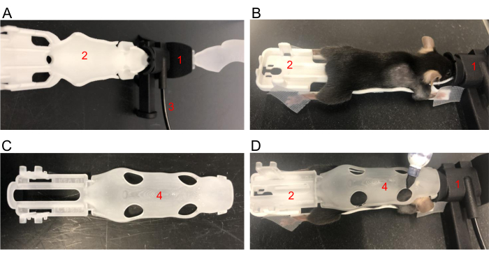 Mouse treadmill experiment; apparatus with adjustable restraint for behavioral study.