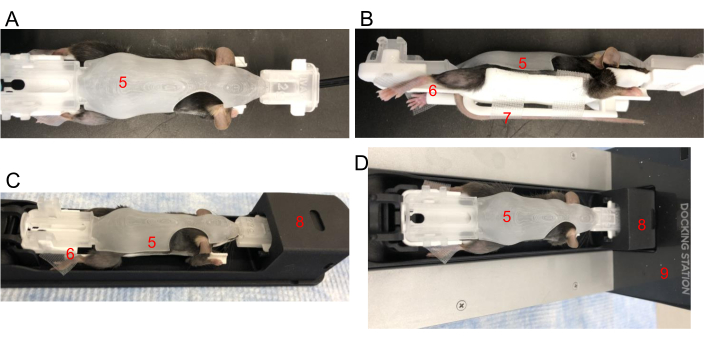 Animal immobilization setup for imaging analysis; includes restraint devices and positioning methods.