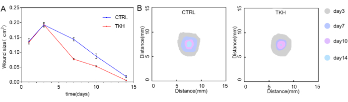 figure-results-5 Wound healing graph; line chart and distance analysis of CTRL vs. TKH over 14 days, color-coded data.