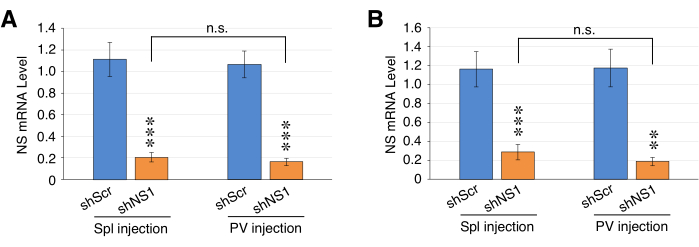 NS mRNA level comparison; bar graph; shScr vs shNS1; Spl and PV injection; statistical analysis.
