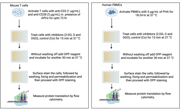 Flowchart: Protein translation measurement using flow cytometry in mouse T cells and human PBMCs.