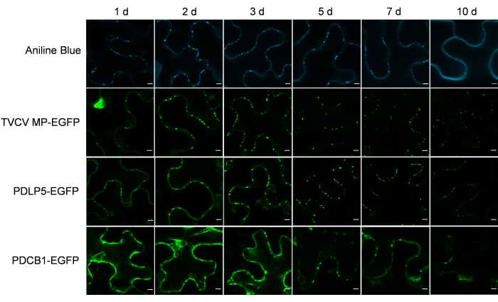 Fluorescence microscopy images showing protein localization over time with Aniline Blue, EGFP markers.