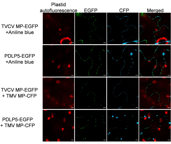 Fluorescence microscopy of protein localization in plant cells; includes plastid autofluorescence, EGFP, CFP, and merged images.