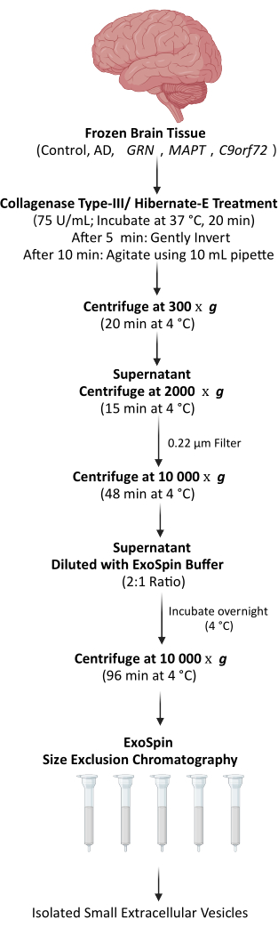 figure-results-1 Frozen brain tissue processing for extracellular vesicle isolation; flowchart showing centrifuge steps.