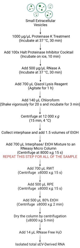 figure-results-2 RNA extraction from small extracellular vesicles; flowchart detailing reagent steps and centrifuge settings.