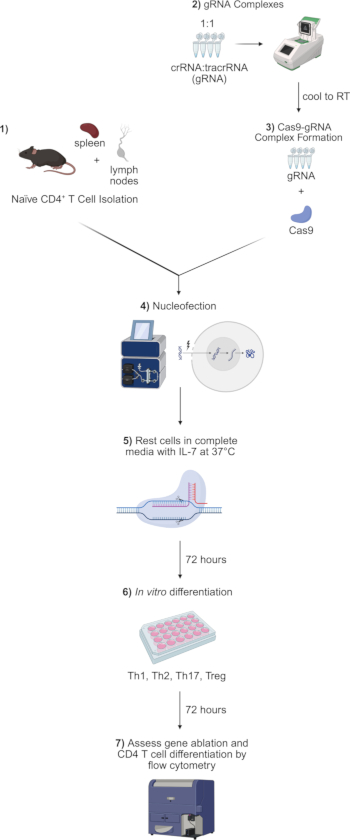 figure-results-2 CRISPR-Cas9 gene editing process diagram: CD4 T cell isolation, nucleofection, T cell differentiation.