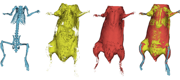 figure-results-3 3D rendering of a rodent anatomy in stages; skeleton to full structure for anatomical study.
