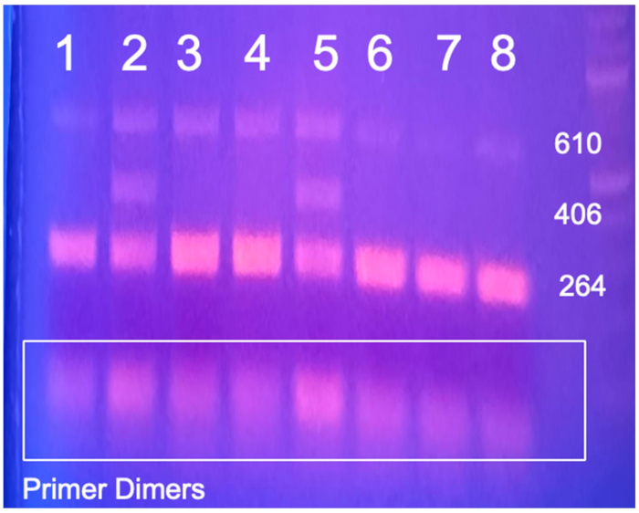 Gel electrophoresis result, showing DNA bands; primer dimers at bottom, molecular weight markers.