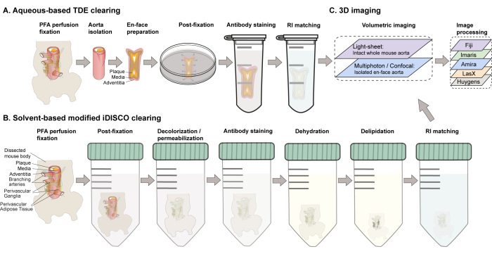 Aorta clearing methods diagram, TDE and iDISCO steps, 3D imaging, antibody staining.