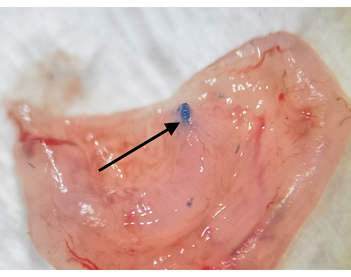 figure-results-1 Dissection tissue showing dye highlighting a cell structure, used in anatomical study.