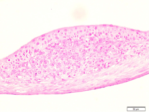 figure-results-2 Histology section, microscope image showing cellular structure, 50 µm scale bar.
