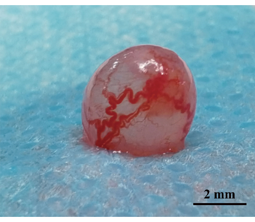 figure-results-4 Vascularization process, close-up of bioengineered tissue with visible red capillary structures.