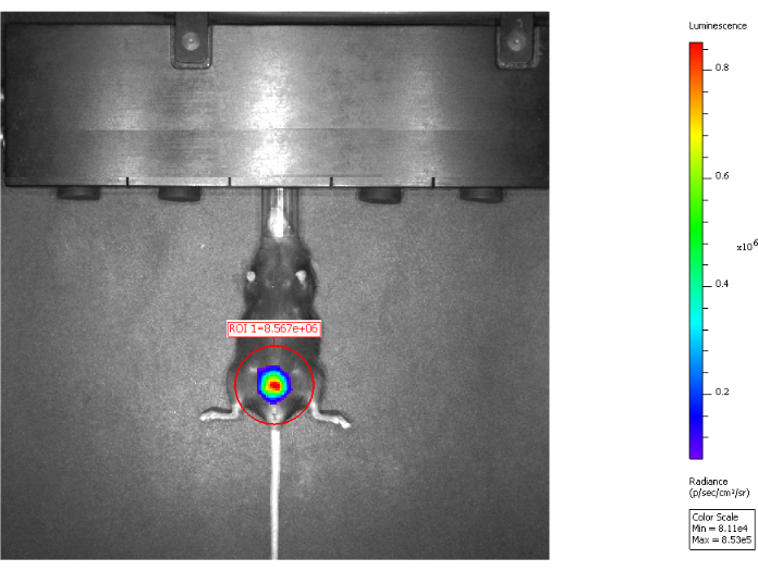 figure-results-5 Bioluminescence mouse imaging, luminescence scale, ROI highlighted, experimental radiance measurement.