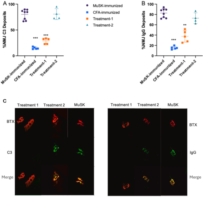 figure-results-4 Neuromuscular junction analysis; graph and immunofluorescence; %C3 and %IgG deposits, treatment effects.