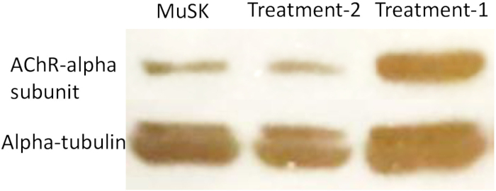 figure-results-5 Western blot results comparing AChR-alpha subunit and alpha-tubulin expression, MuSK vs treatments.