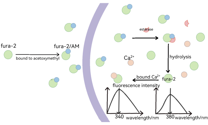 Fura-2 calcium imaging diagram with esterases; fluorescence intensity at 340/380 nm wavelengths.