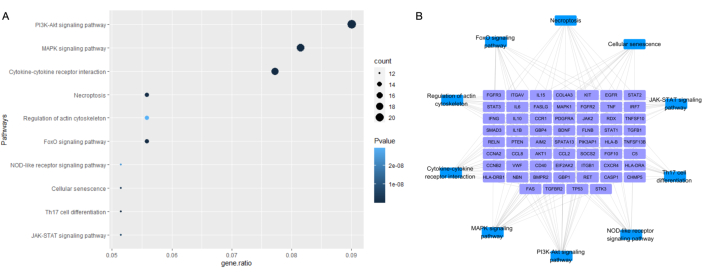 figure-results-2 Gene pathway analysis; scatter plot of gene ratio vs. pathway and network diagram; data analysis.