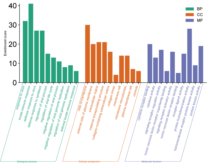 figure-results-3 Bar chart of gene ontology analysis; enrichment scores by biological process, cellular component, function.