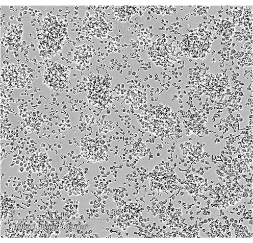 Microscopic image of cell culture, showing cell clusters for biological research and analysis.