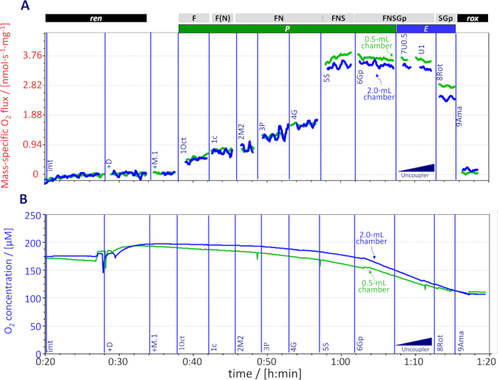 figure-results-12 Oxygen flux and concentration graphs; respirometry analysis; chamber volumes; experimental progression.