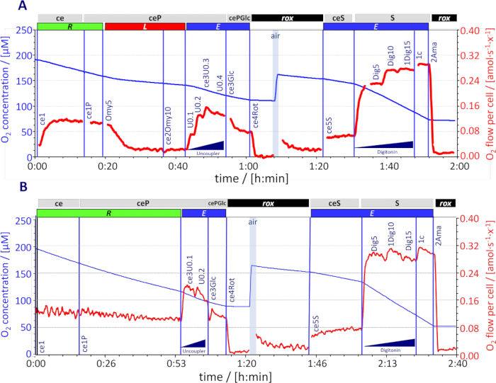 figure-results-4 Oxygen concentration chart; O2 measurements in μM vs. time, respiratory analysis experiment results.