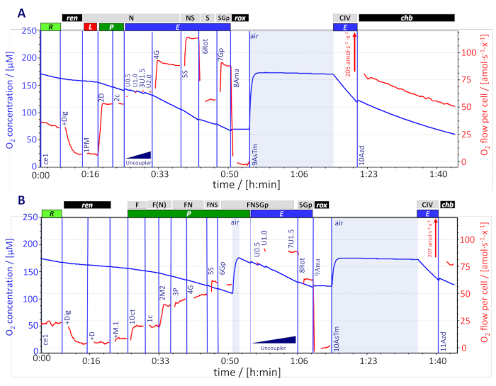 figure-results-8 Oxygen concentration vs. time chart; displays respiratory states, uses respirometry data analysis.