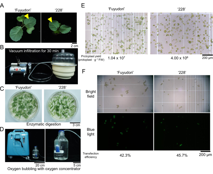 Protoplast isolation process, vacuum infiltration, enzymatic digestion, oxygen bubbling, transfection results.