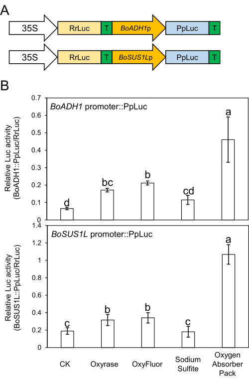 Gene expression diagram with promoter-reporter constructs and bar graph of luciferase activity results.