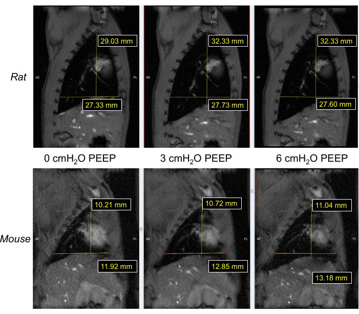 MRI lung measurements in rats and mice under different PEEP conditions; anatomical comparison chart.
